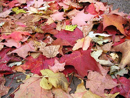 carpet of leaves