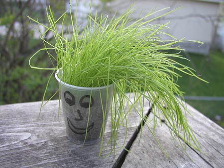 the little man's gardening project